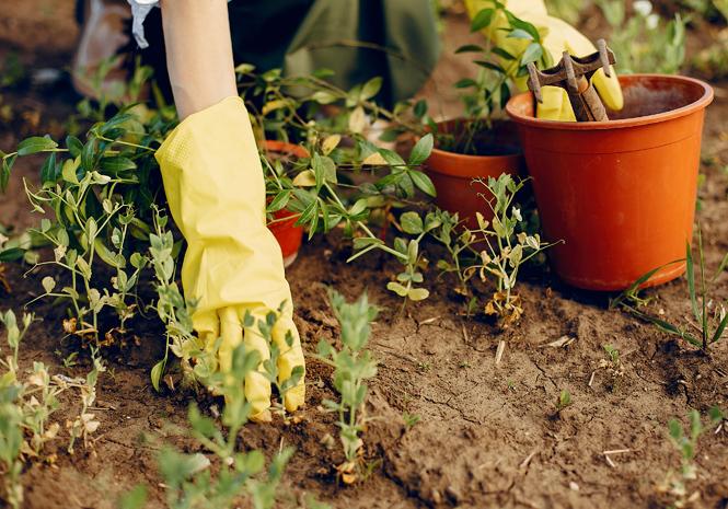 Manfaat Berkebun Untuk Kesehatan